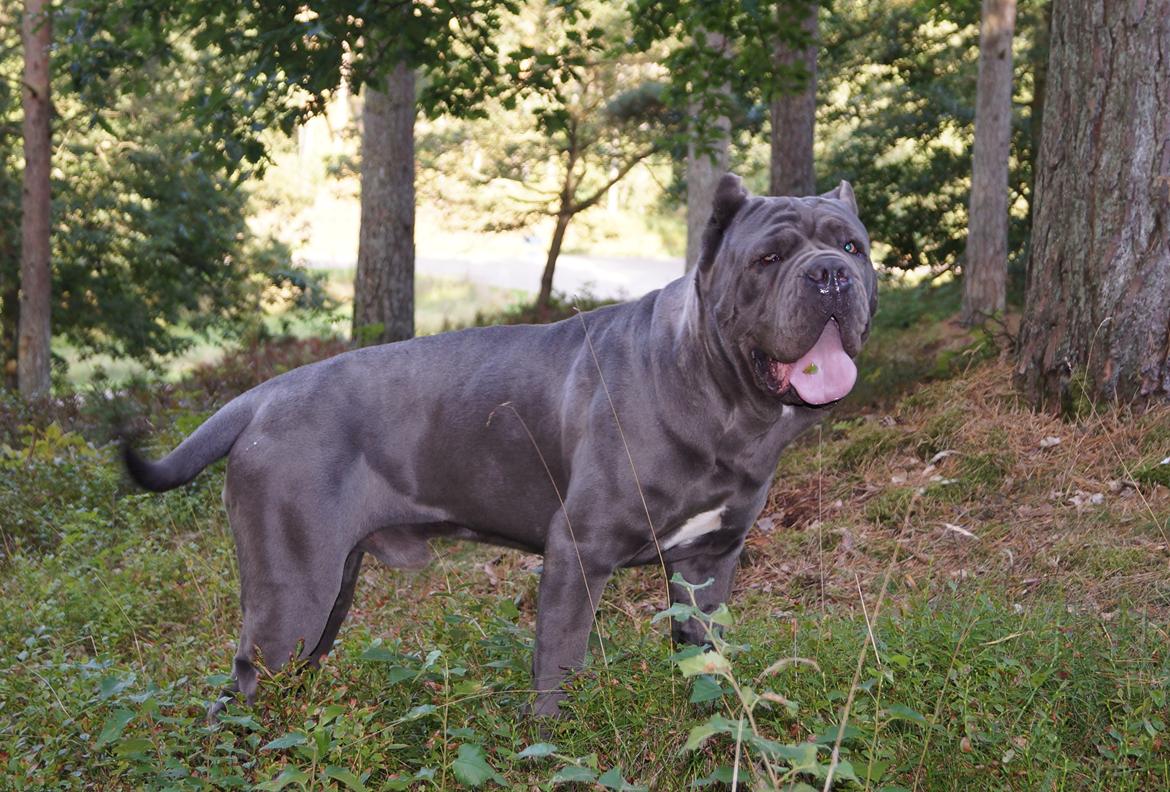 Mastino napoletano Basse billede 2