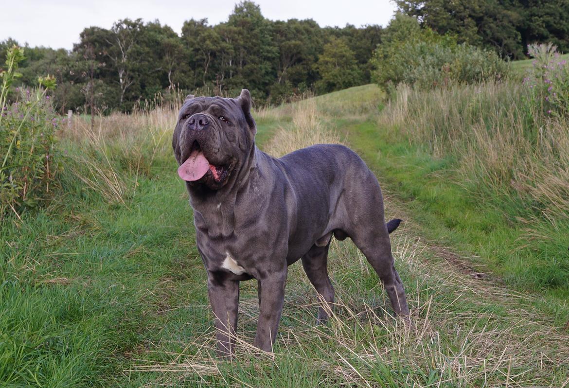 Mastino napoletano Basse billede 3