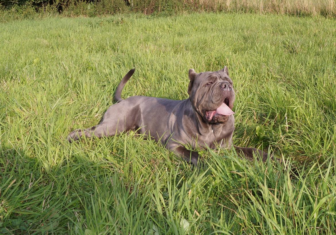 Mastino napoletano Basse billede 4