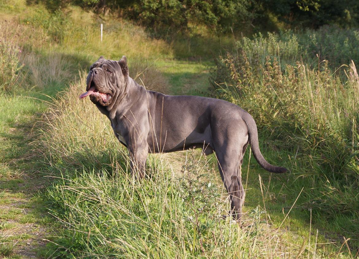 Mastino napoletano Basse billede 5