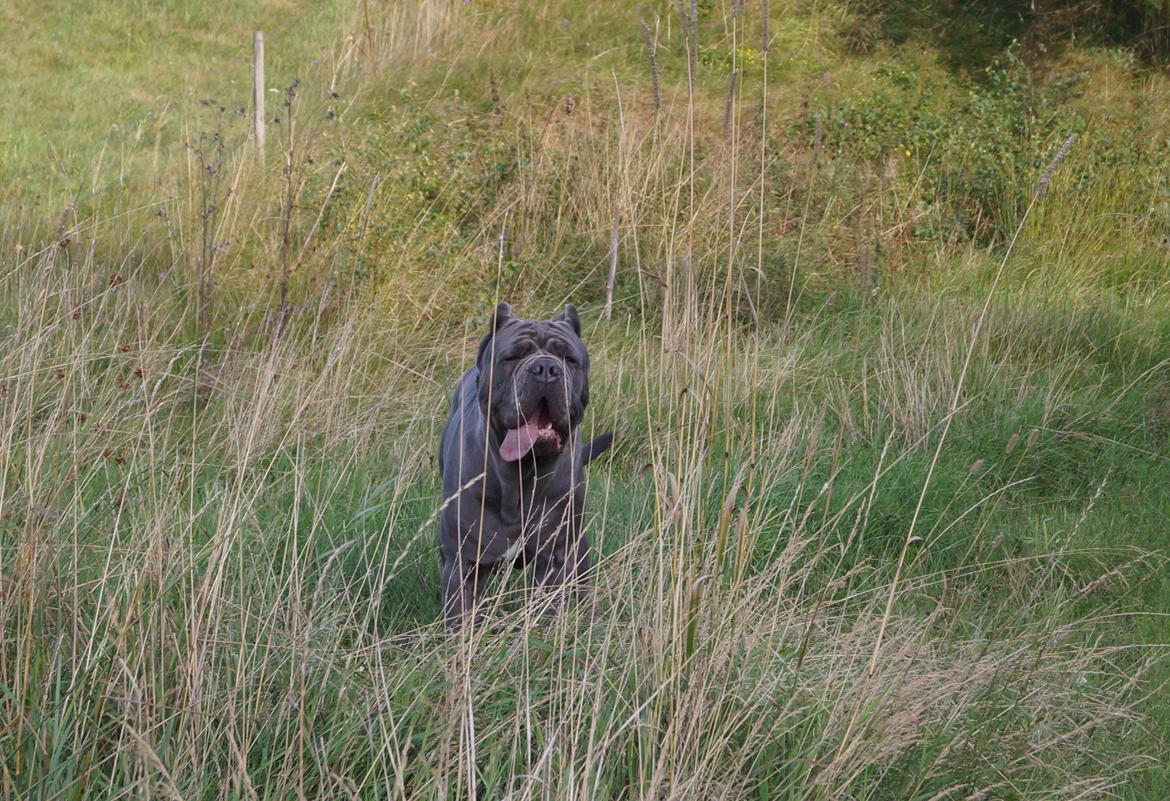 Mastino napoletano Basse billede 6