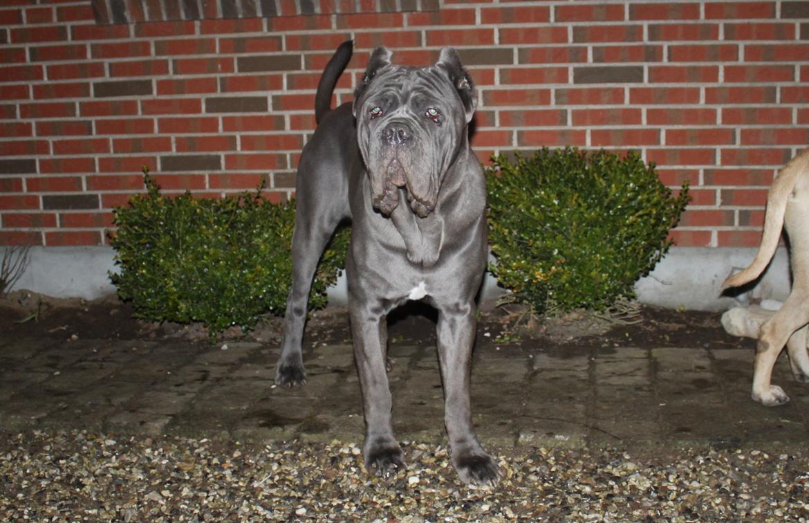 Mastino napoletano Basse billede 7