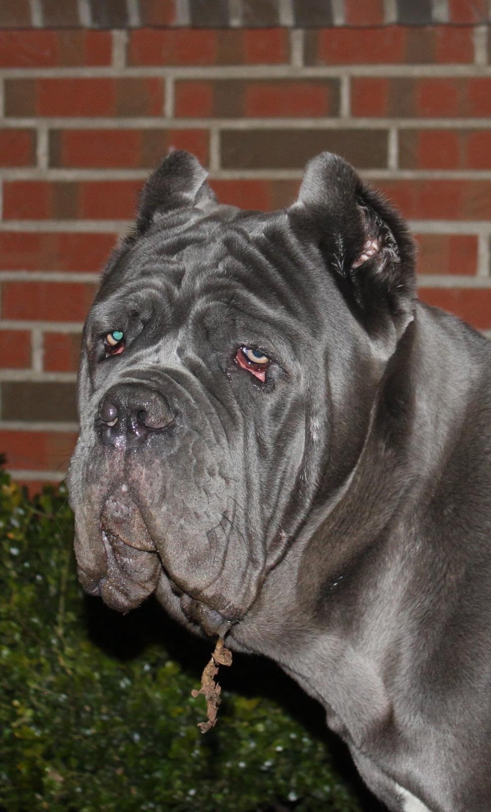 Mastino napoletano Basse billede 8