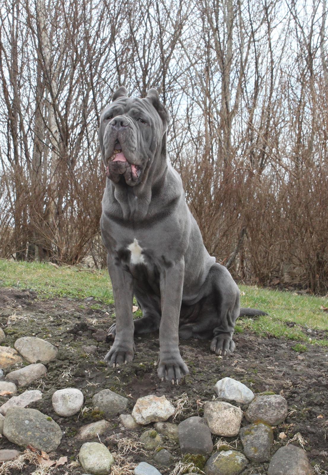 Mastino napoletano Basse billede 9
