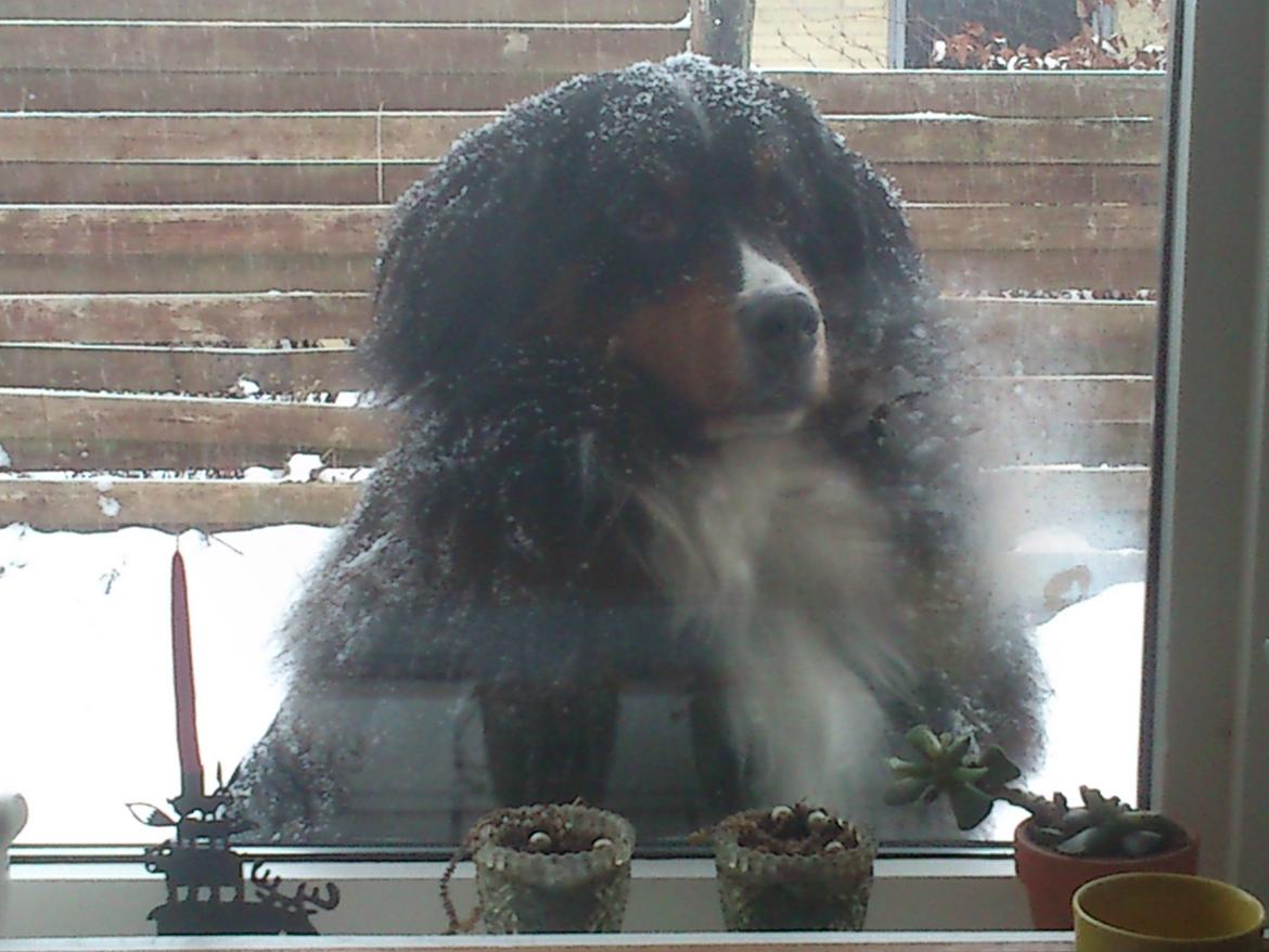 Berner sennenhund Astor billede 20