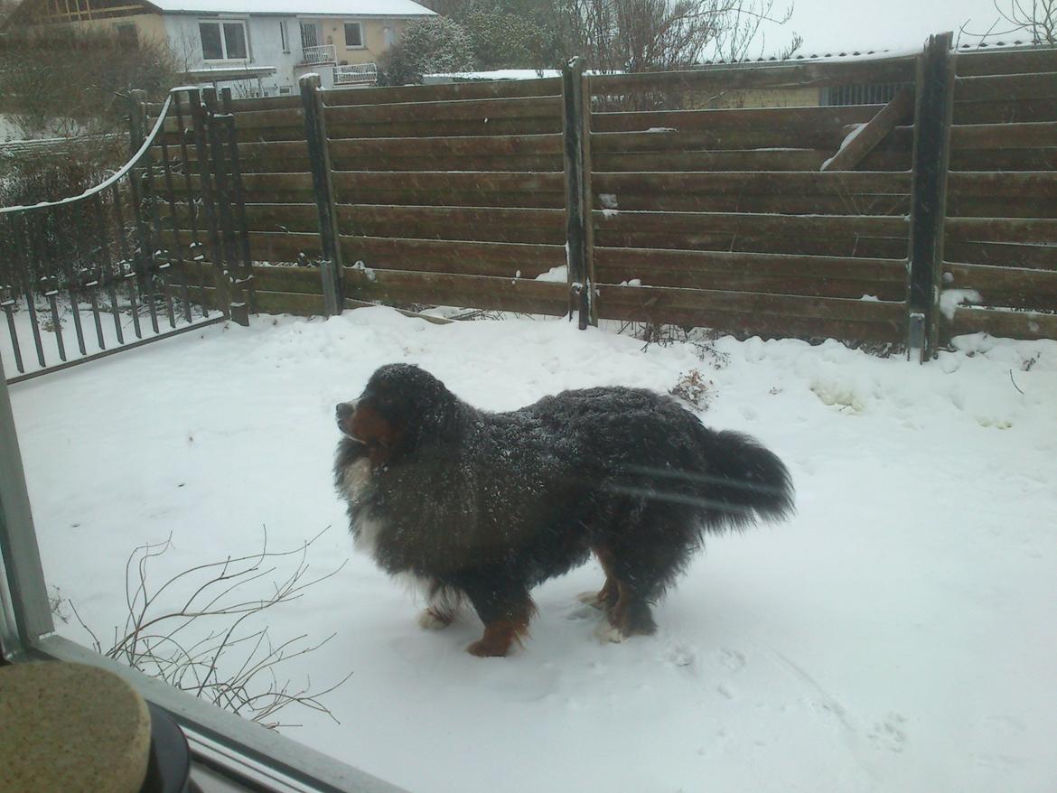 Berner sennenhund Astor billede 21