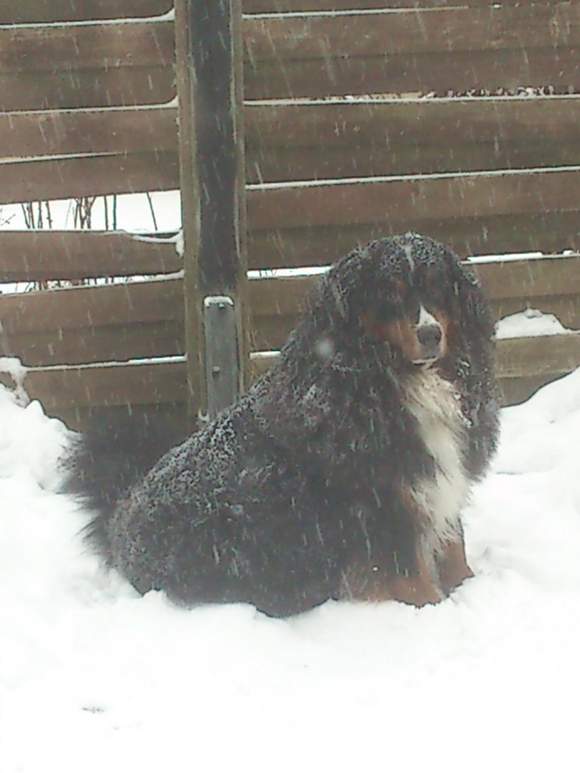 Berner sennenhund Astor billede 22