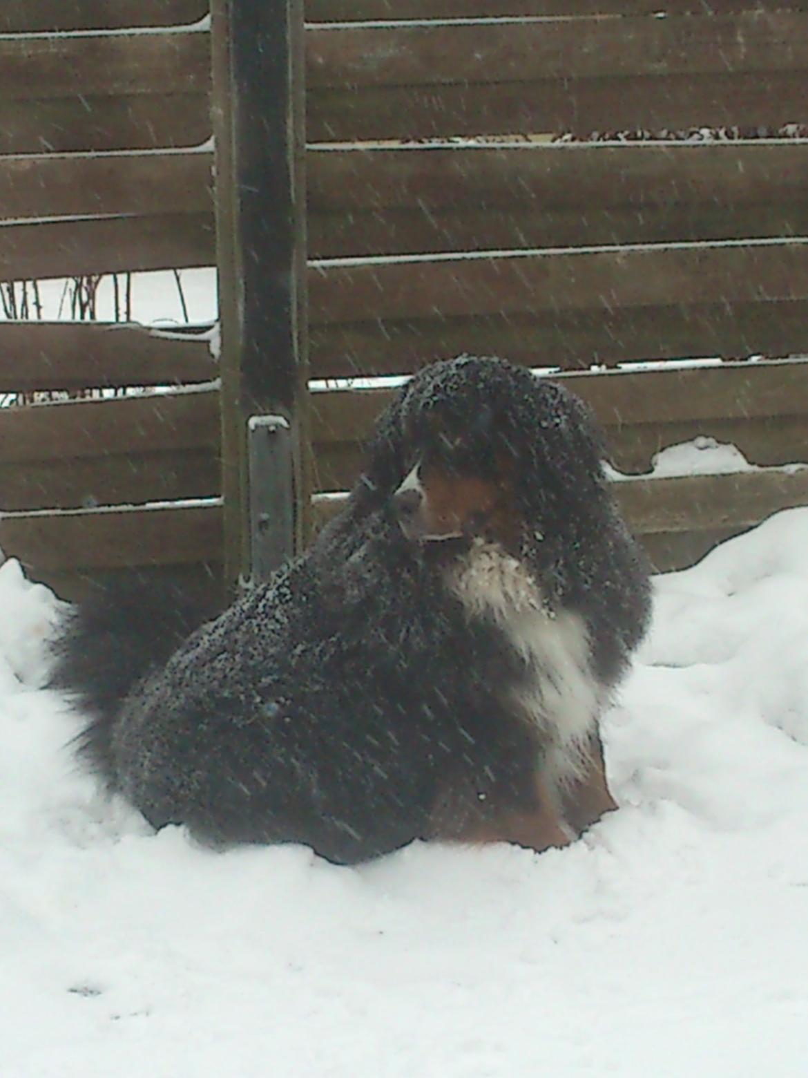 Berner sennenhund Astor billede 23