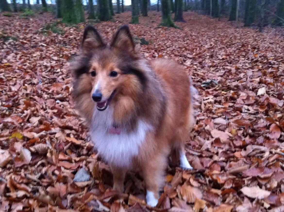 Shetland sheepdog Trille (himmelhund)  billede 21
