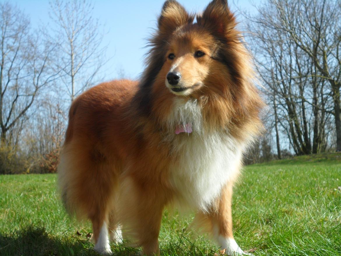 Shetland sheepdog Trille (himmelhund)  billede 22