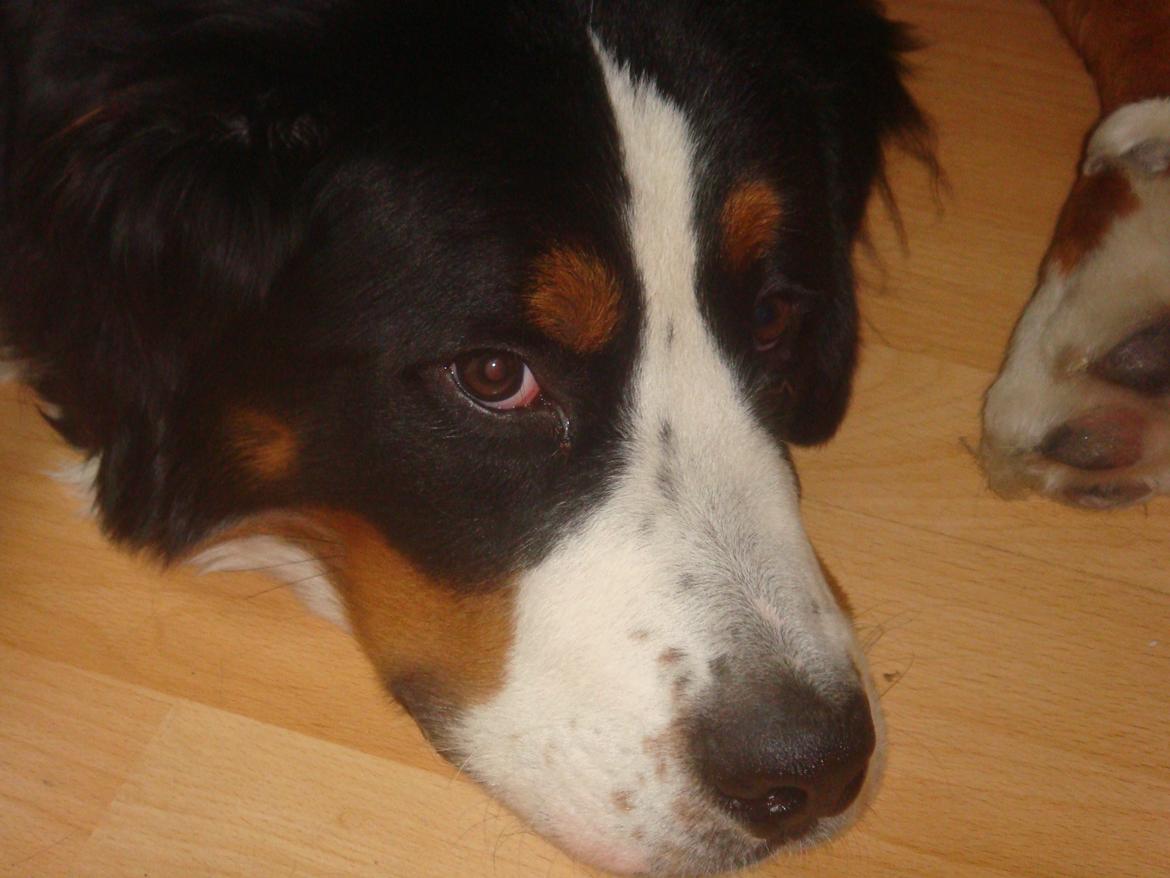 Berner sennenhund Samson billede 11