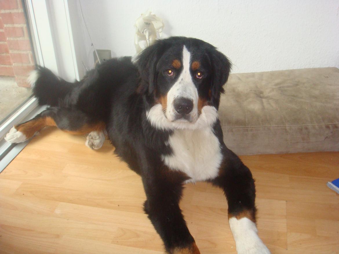 Berner sennenhund Samson billede 23