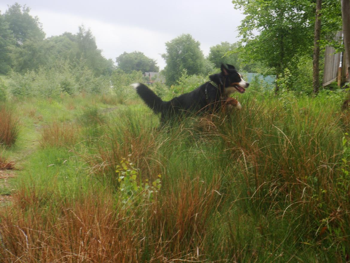 Berner sennenhund Samson billede 13