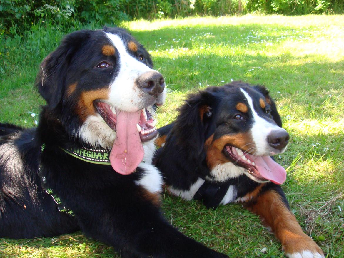 Berner sennenhund Samson billede 24