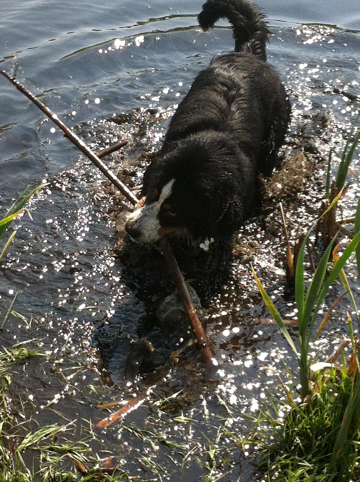 Berner sennenhund Samson billede 15