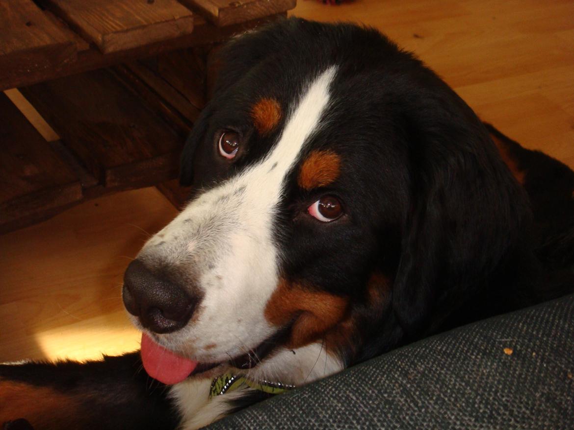 Berner sennenhund Samson billede 27