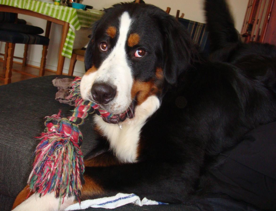 Berner sennenhund Samson billede 28