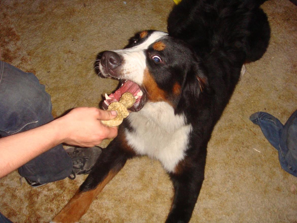 Berner sennenhund Samson billede 30