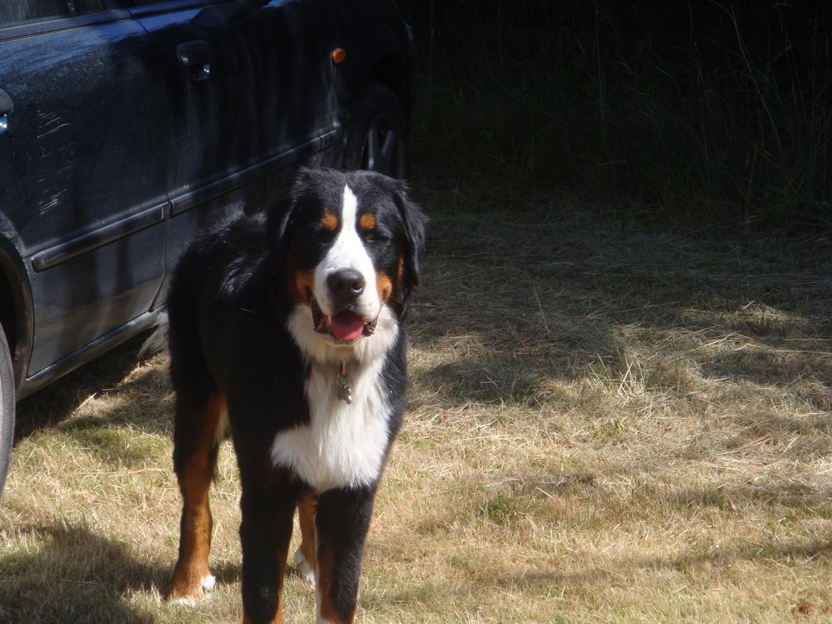 Berner sennenhund Samson billede 31