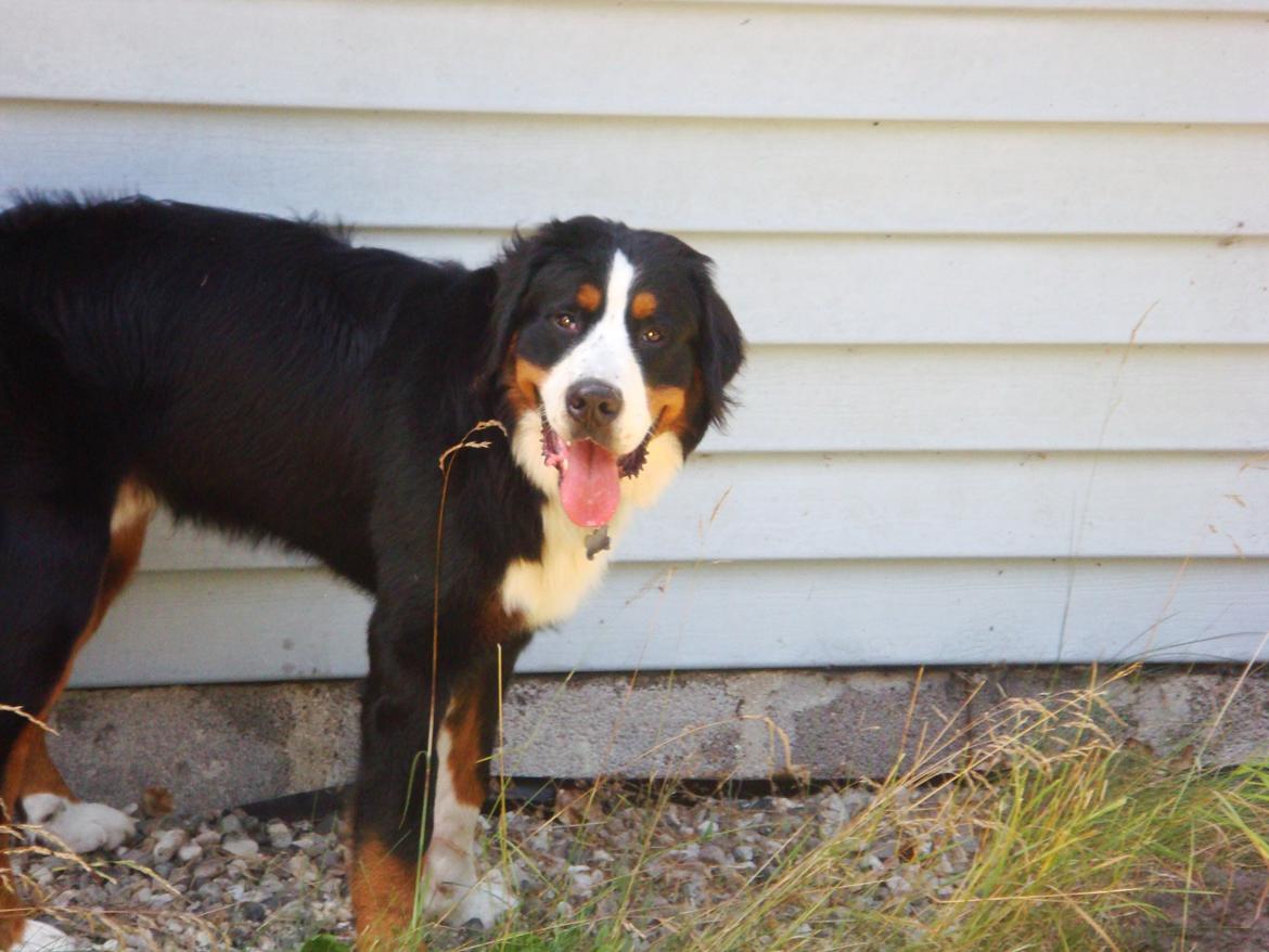 Berner sennenhund Samson billede 32