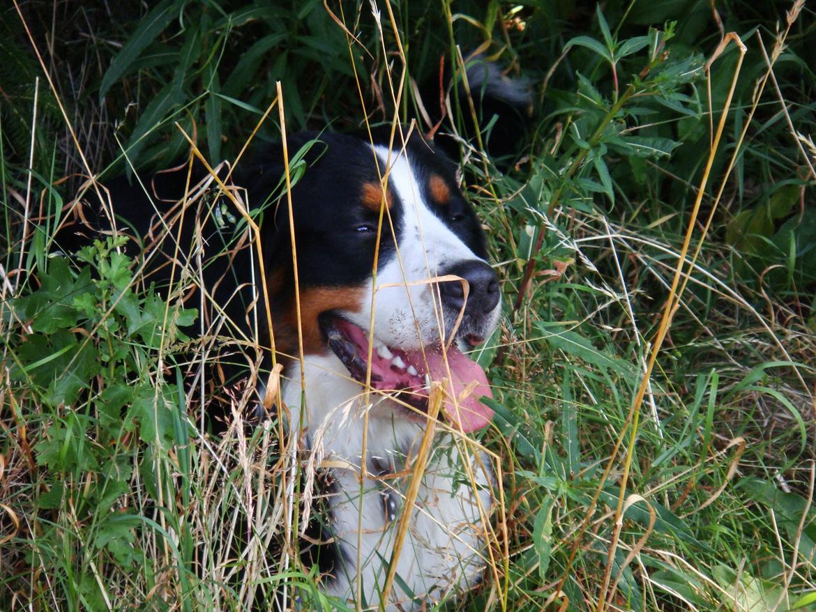 Berner sennenhund Samson billede 33