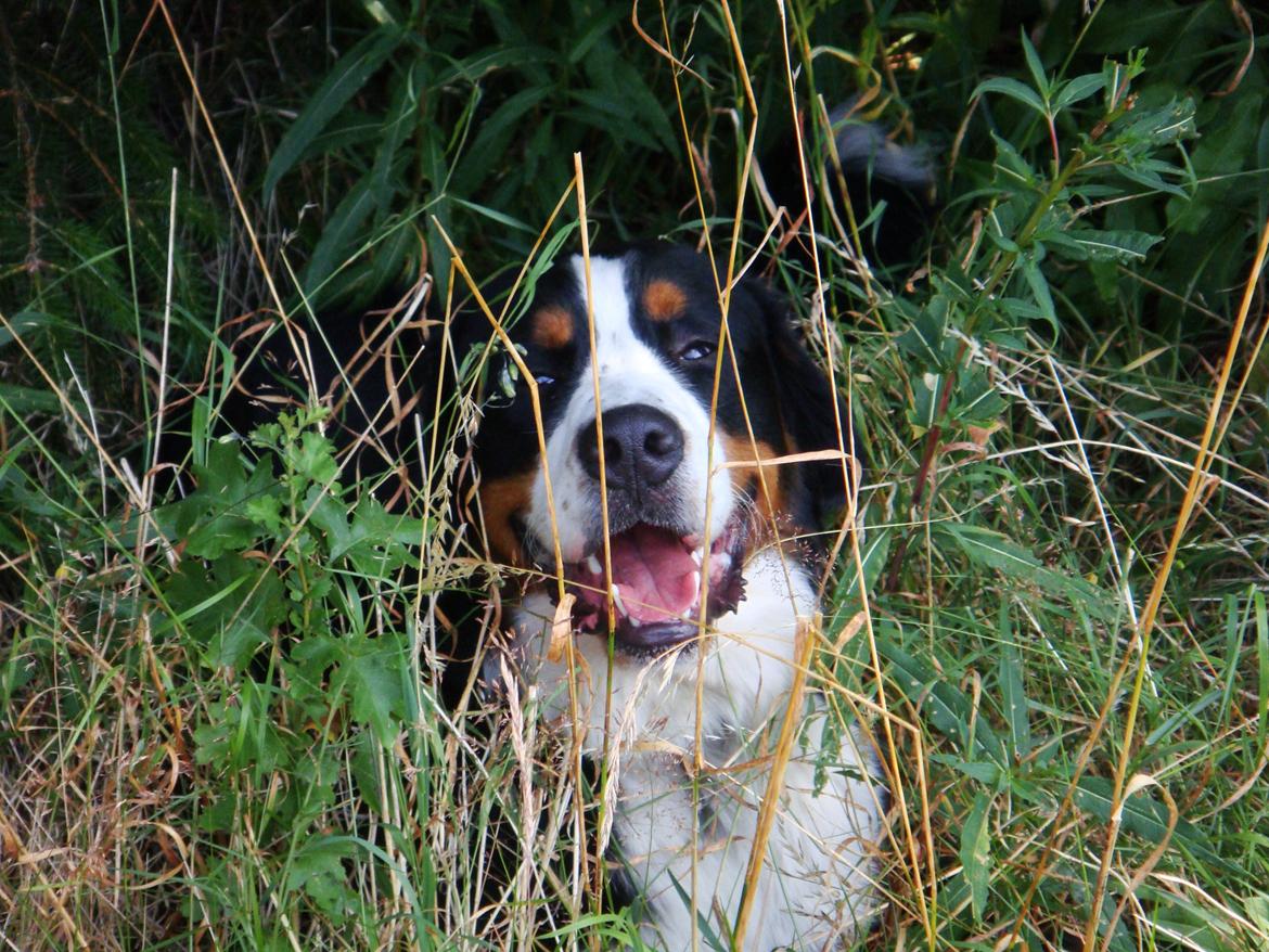 Berner sennenhund Samson billede 34