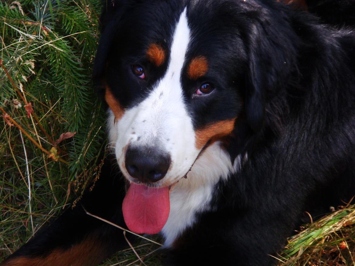 Berner sennenhund Samson billede 35