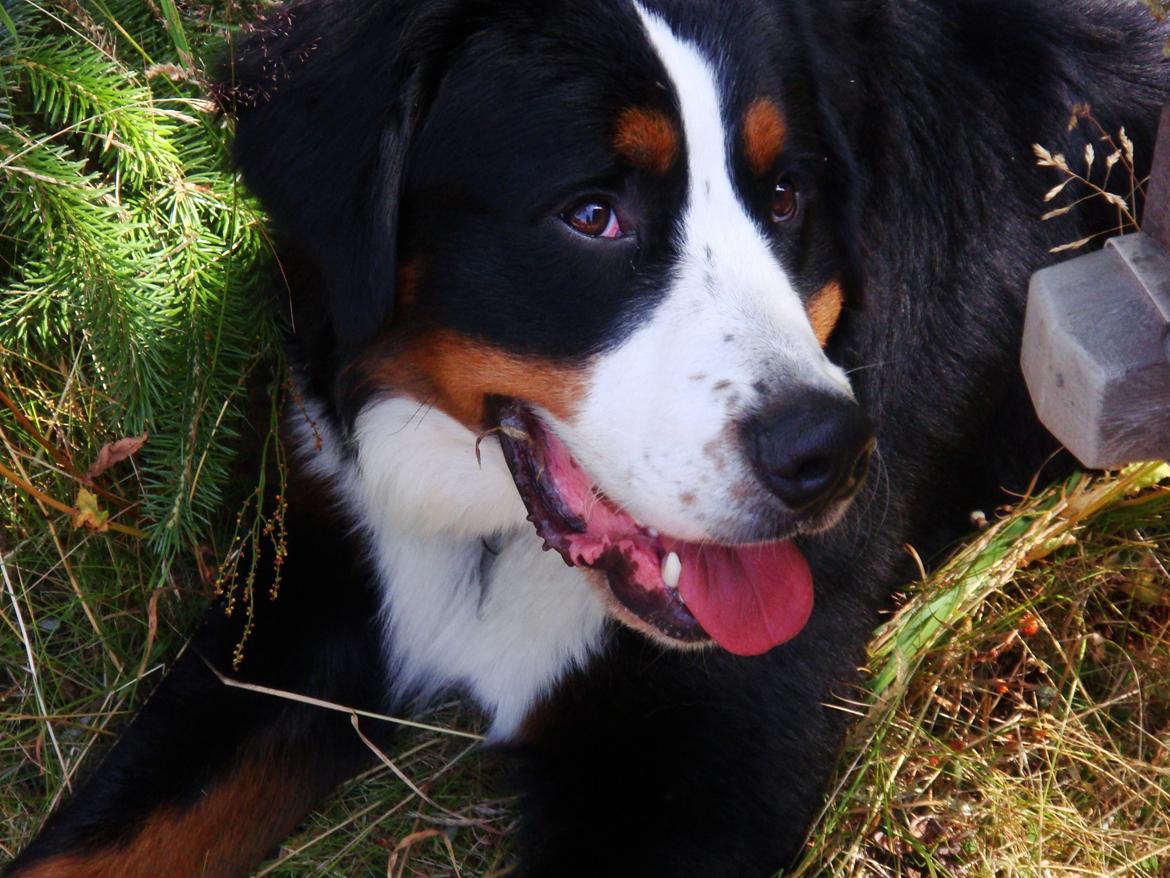 Berner sennenhund Samson billede 36