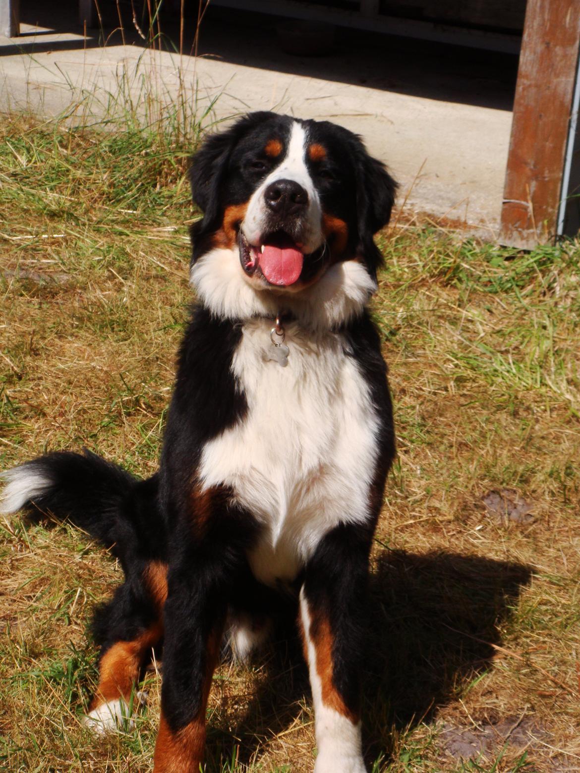 Berner sennenhund Samson billede 37