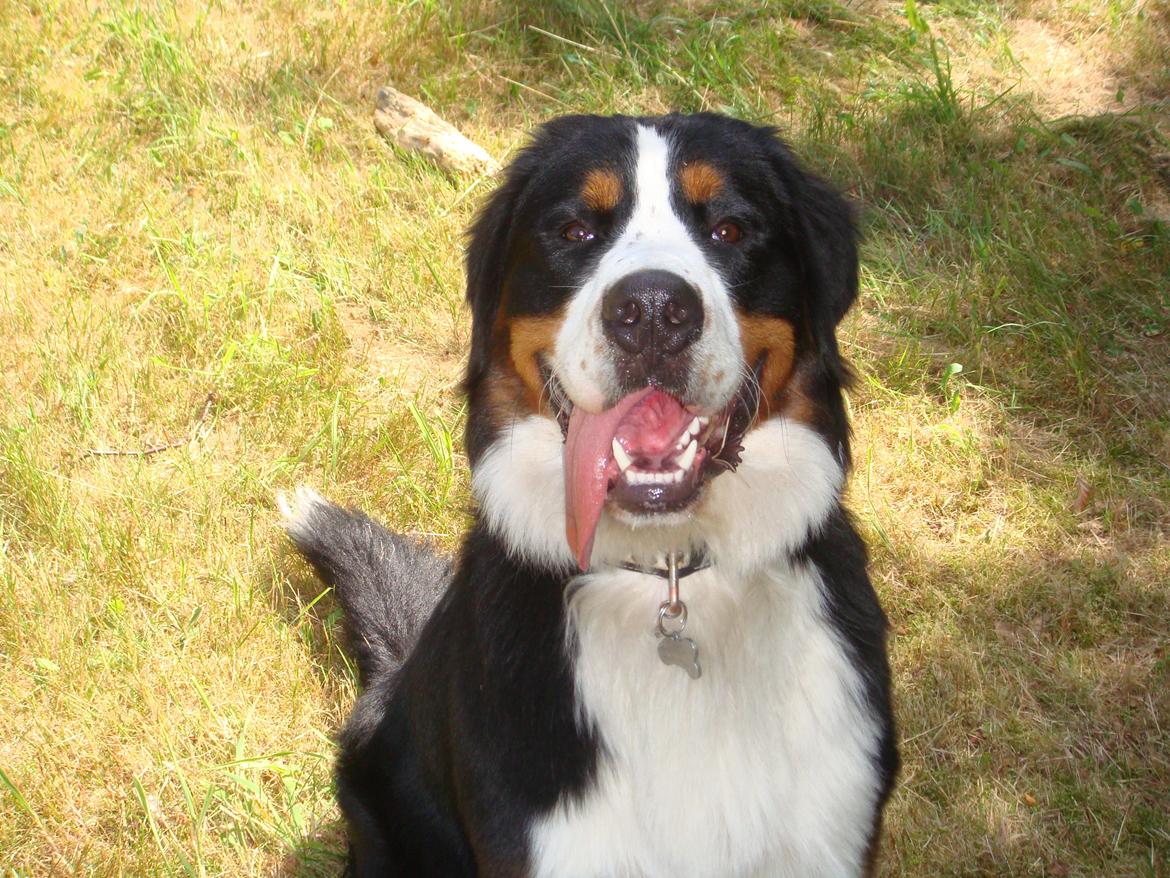 Berner sennenhund Samson billede 38