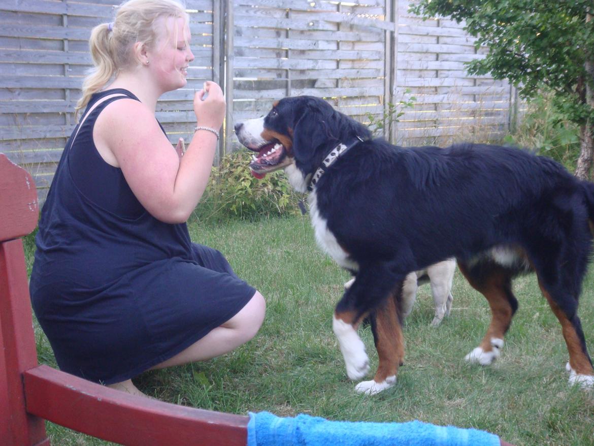 Berner sennenhund Samson billede 40