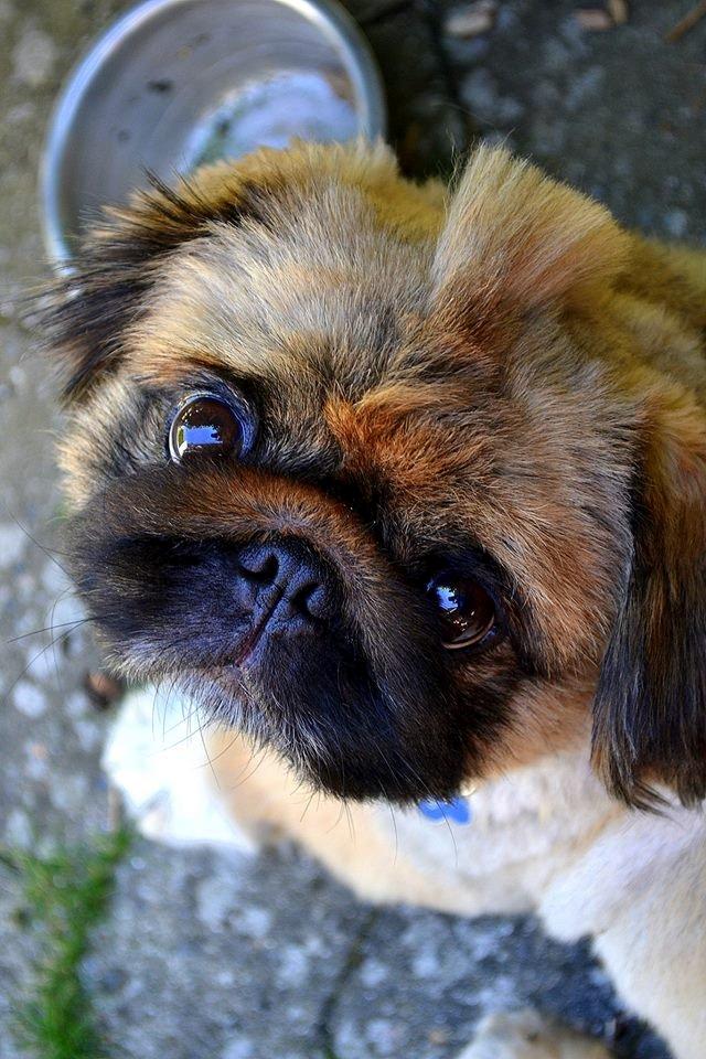 Pekingeser Dengse Ming Blach billede 2