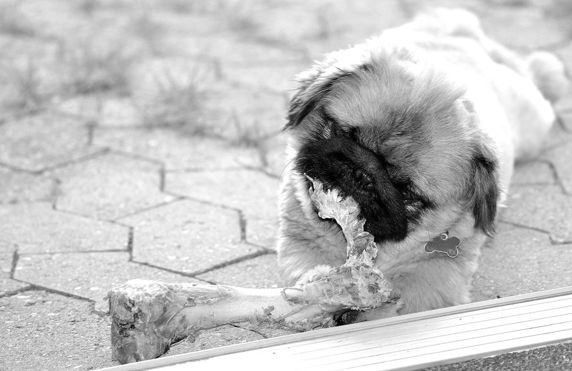 Pekingeser Dengse Ming Blach billede 3