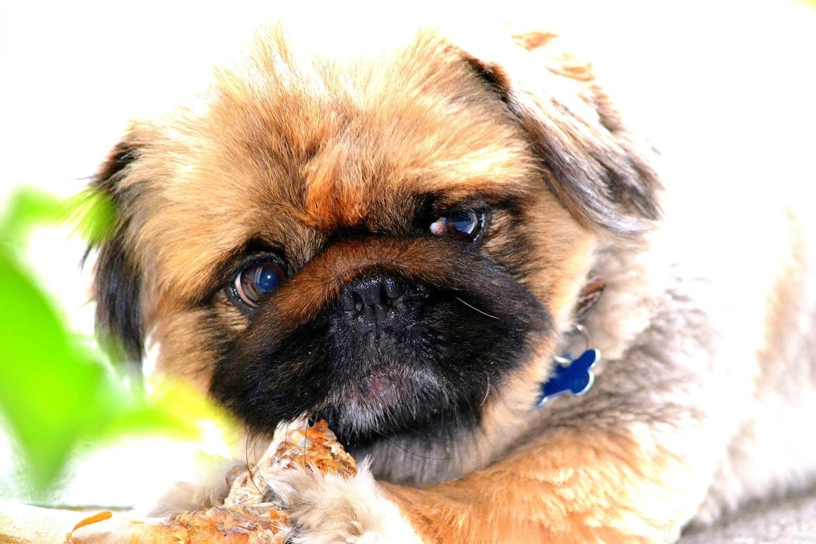 Pekingeser Dengse Ming Blach billede 4