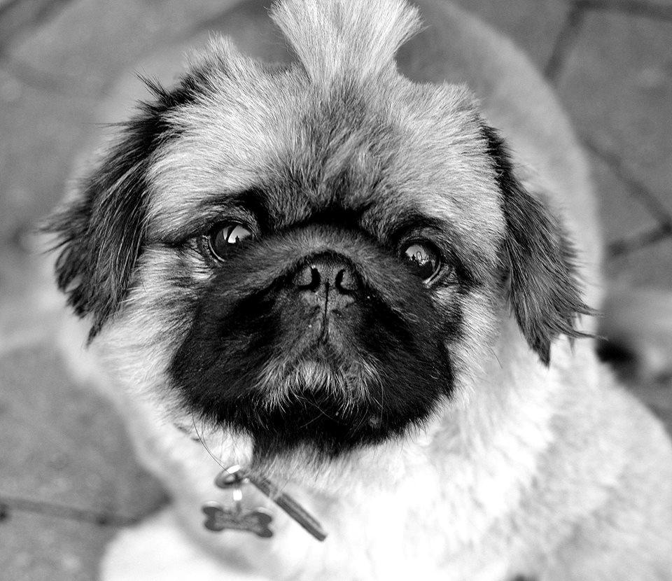 Pekingeser Dengse Ming Blach billede 1