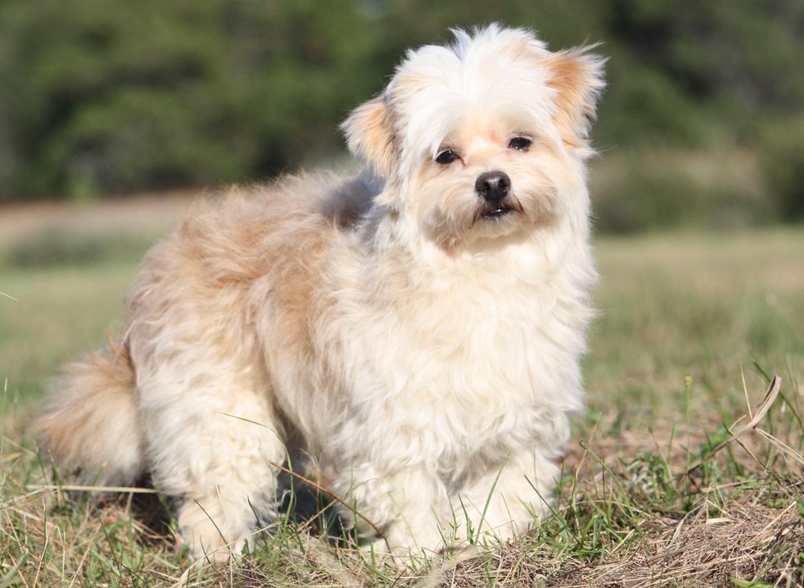 Blanding af racer Noah billede 12