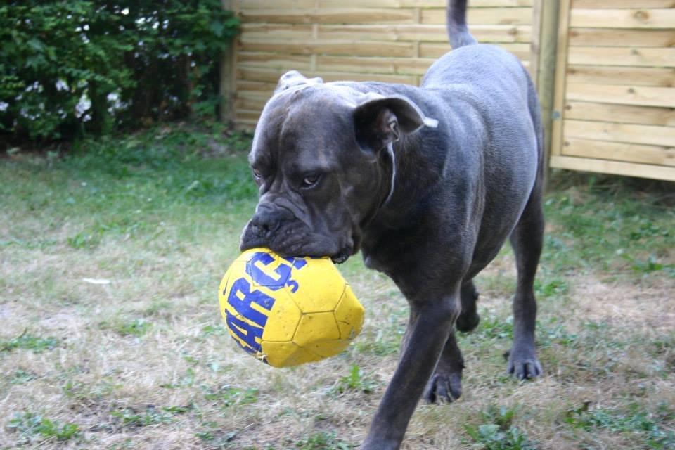 Cane corso Basse billede 2