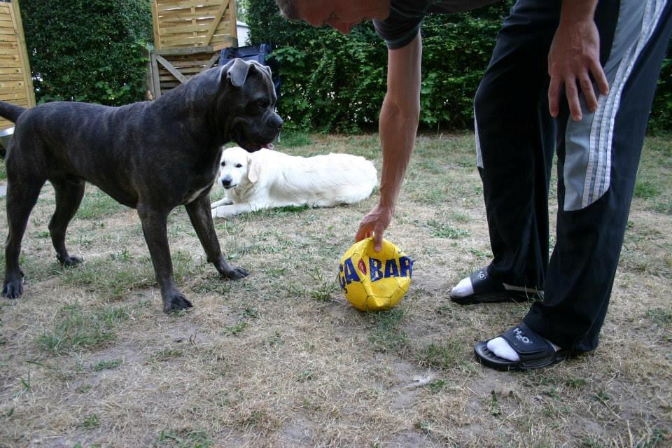 Cane corso Basse billede 3