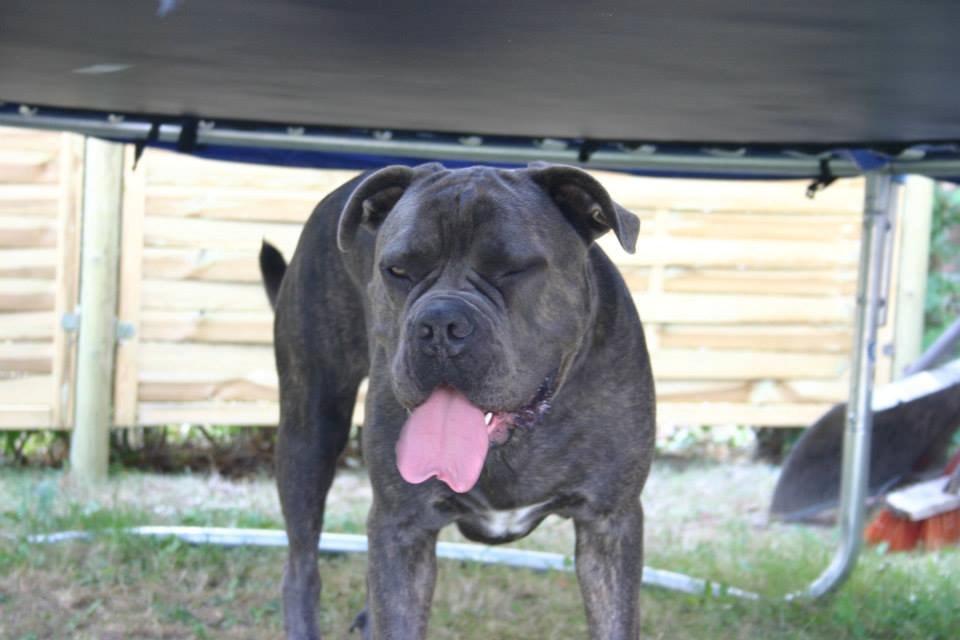 Cane corso Basse billede 4