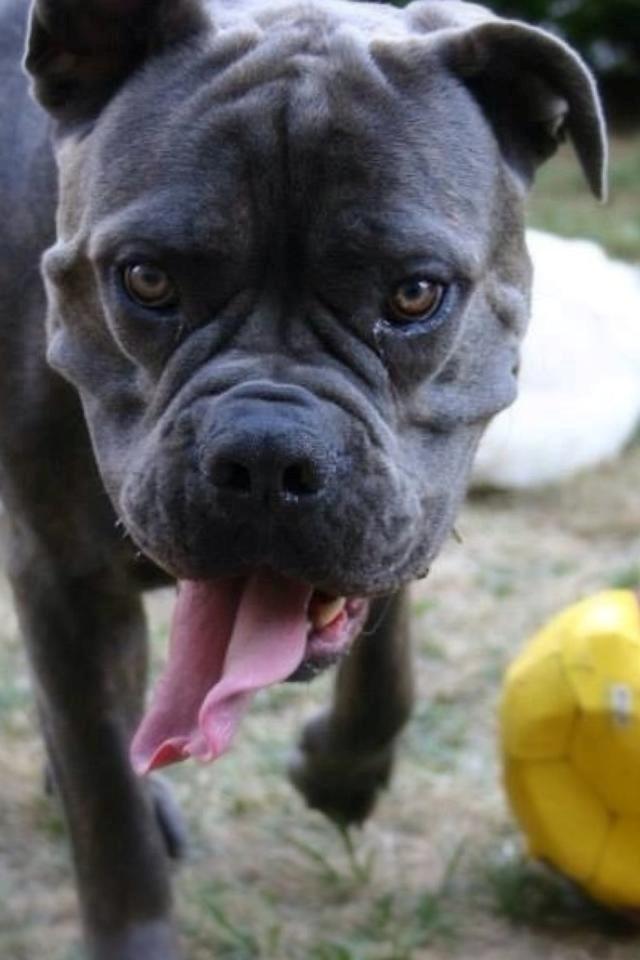 Cane corso Basse billede 5