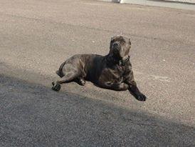 Cane corso Basse billede 6