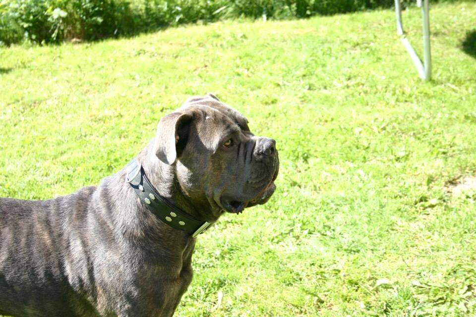 Cane corso Basse billede 7