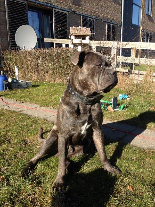 Cane corso Basse billede 1