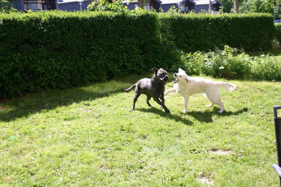 Cane corso Basse billede 8