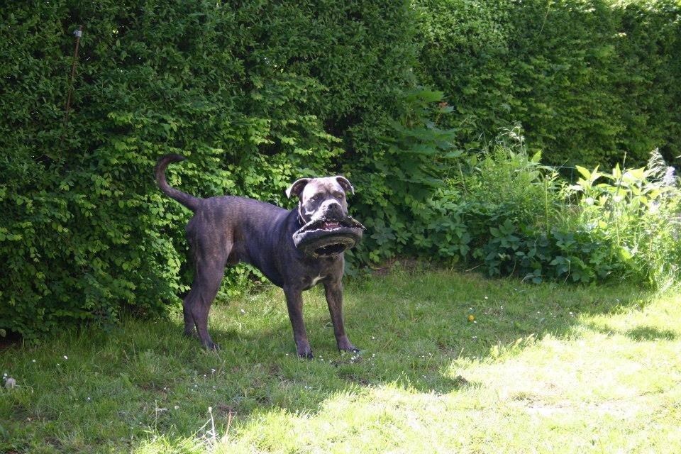 Cane corso Basse billede 9