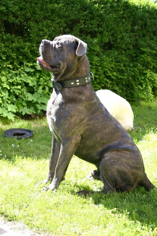 Cane corso Basse billede 10