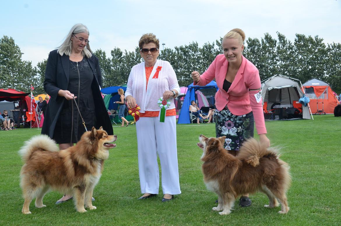 Finsk lapphund Fjällfarmens Qikki - Qira, BIM, Cert og Cacib - 4 år gammel og sit første certifikat til DKCH! billede 15