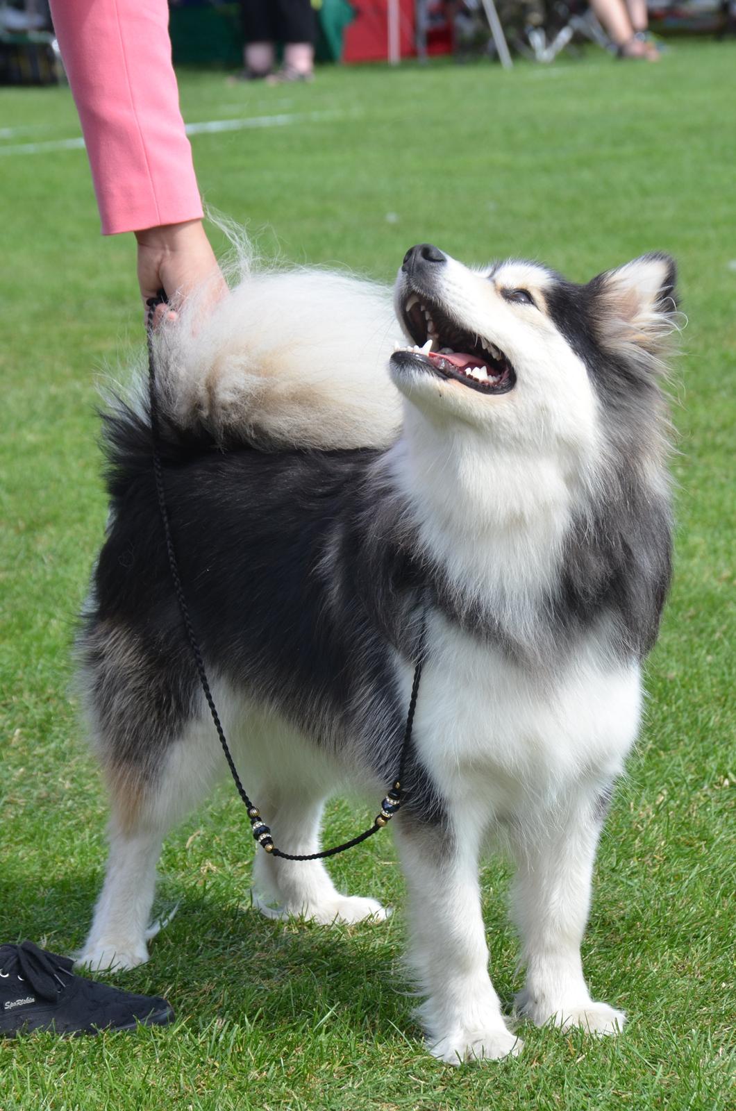 Finsk lapphund DKCH Lapinkaunis Mystique - 14,5 måneder og til udstilling på Bornholm! :) billede 15