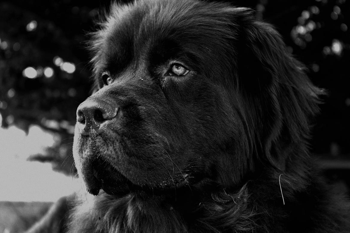 Newfoundlænder Alma - Min smukke, smukke ven en varm sommerdag. billede 5