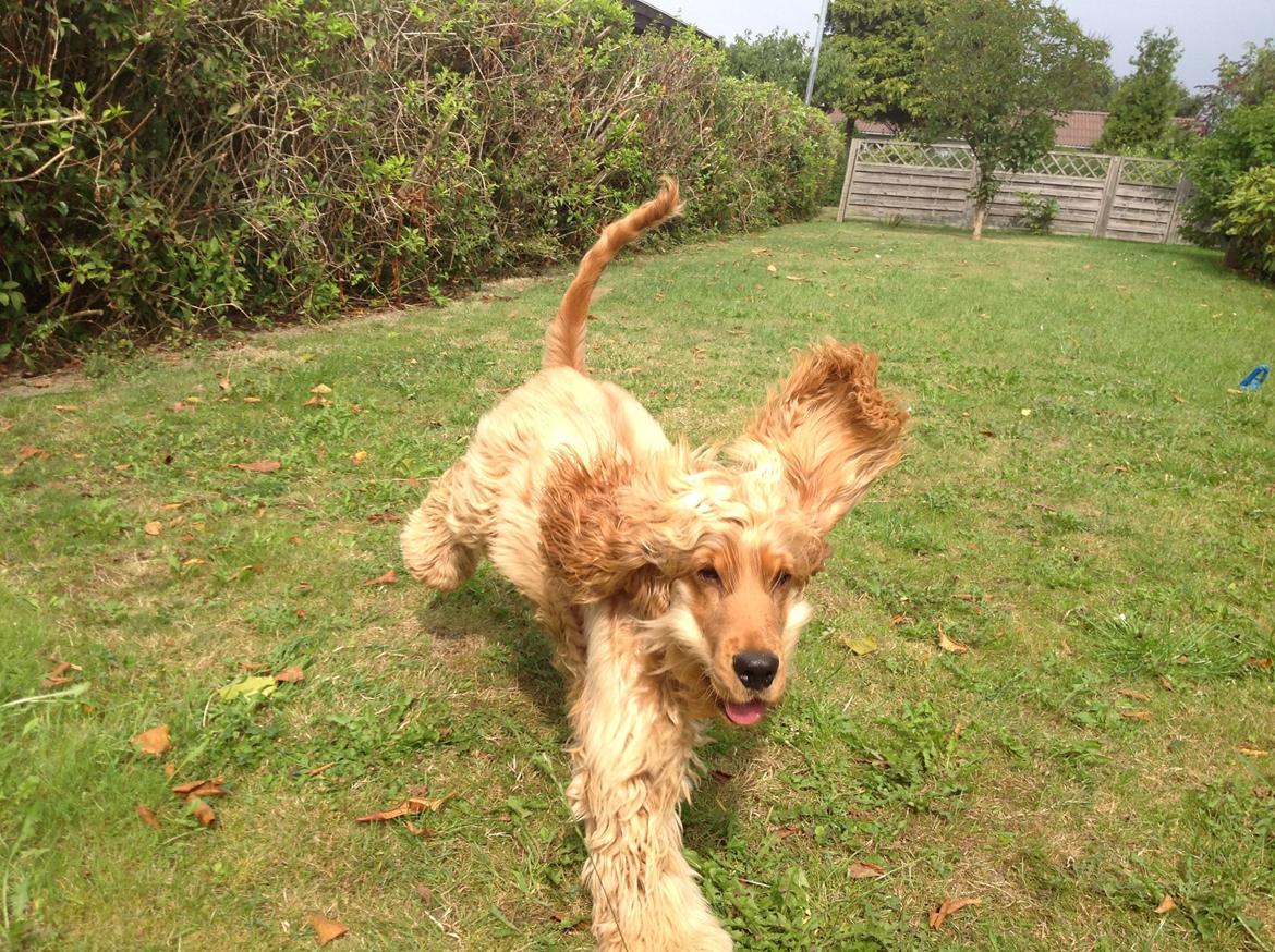 Cocker spaniel Felix billede 20